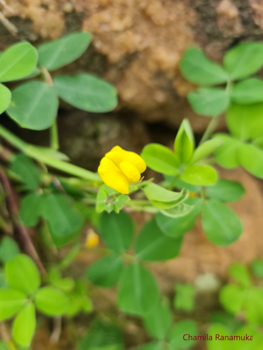 Arachis pintoi Krapov. & W.C.Greg.